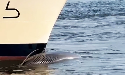 Cá voi dài 13 m chết vắt ngang mũi du thuyền 