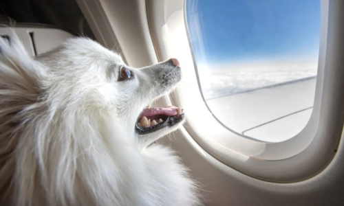 Sắp khởi hành chuyến bay du lịch đầu tiên cho chó cưng 