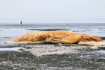 Xác cá voi trôi dạt vào bãi biển ở Nghệ An